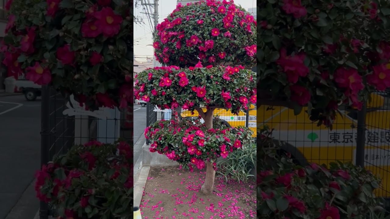 Beautifully-trimmed Camellia Flower Tree
