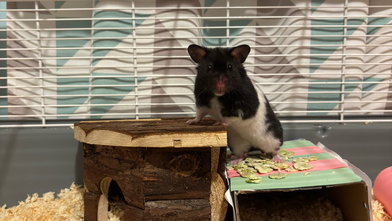 Porządki u chomika 🐹 
