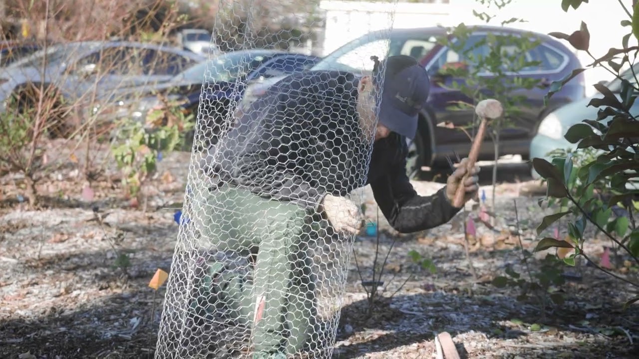 How to build a tree cage for a sapling