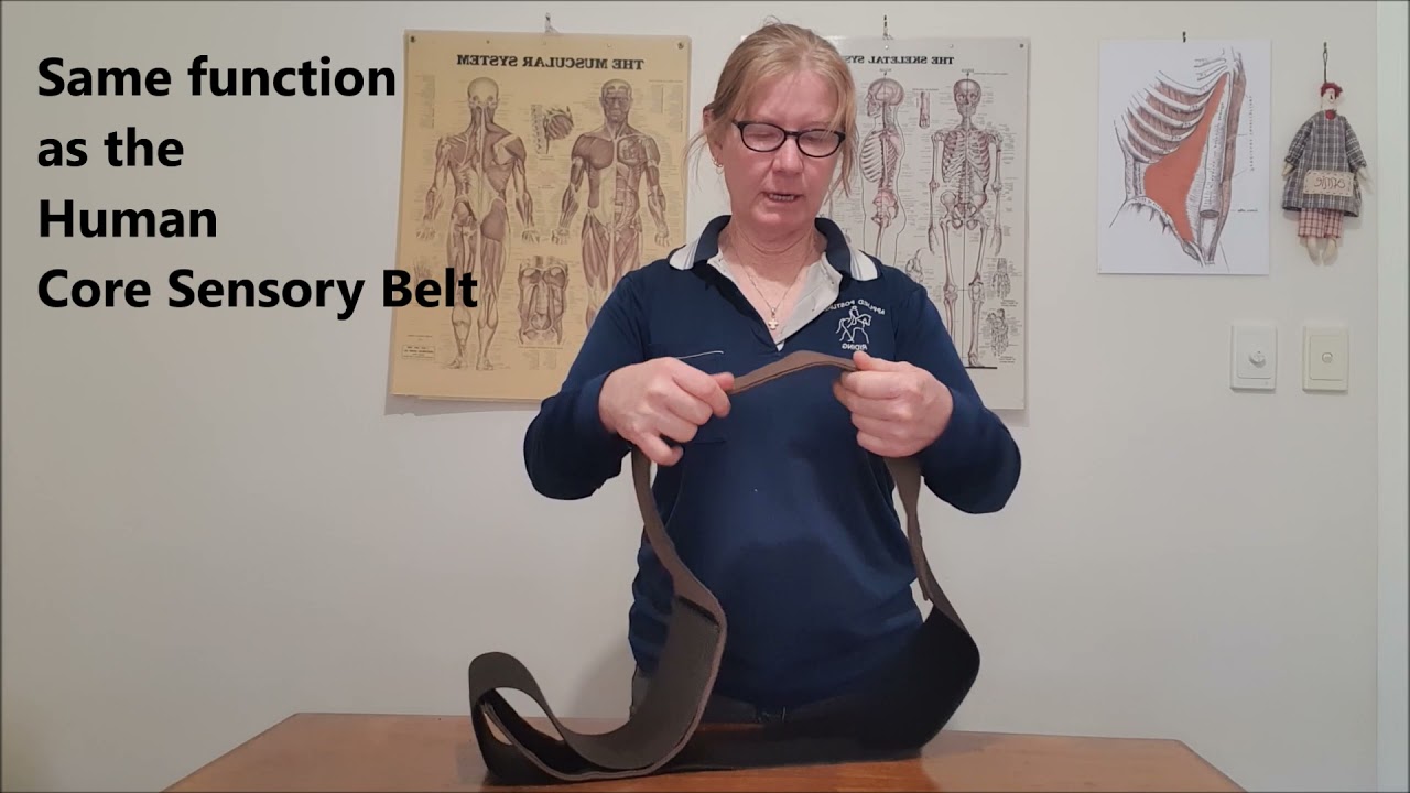 Equine Core Sensory Belt