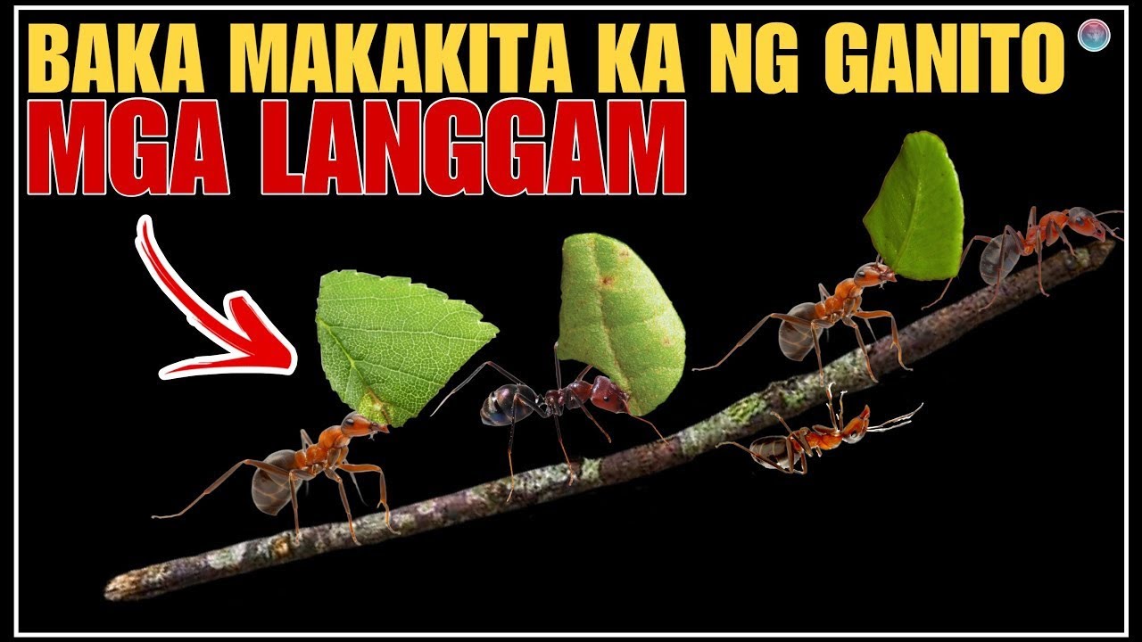 BAKA MAKAKITA KA NG GANITO SA MGA  NG LANGGAM  KUNIN MO MAINAM PALANG GAMITING PAMPASWERTE | Bhes Tv