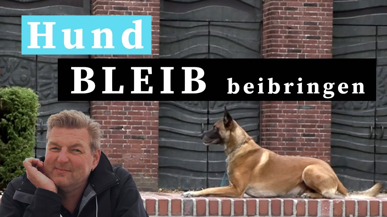 Hund Bleib beibringen - So bleibt dein Hund zuverlässig liegen