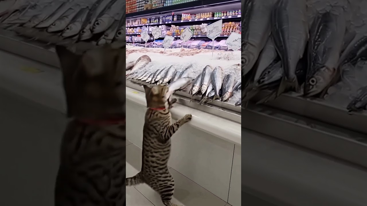 Ce chat vole une sardine au rayon poisson 😂🐟 #chat #shorts #viral #sardine