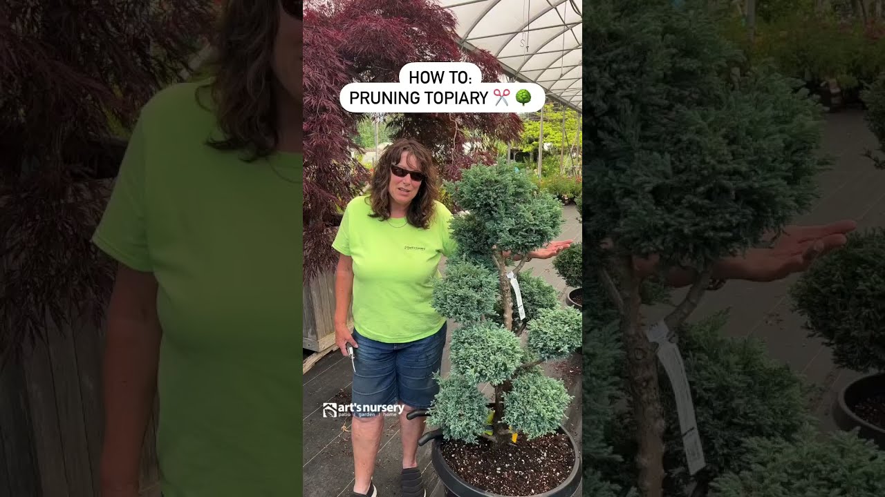 How To: Pruning Topiary | Pruning Pom Pots, Diamond Shape Topiary, Pruning Laurels