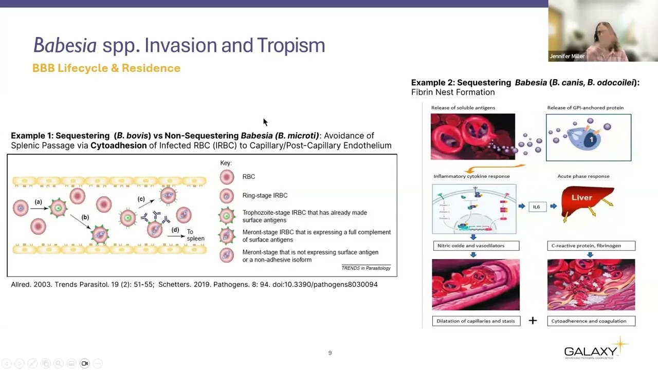 How Vector Borne Pathogens Evade the Immune System