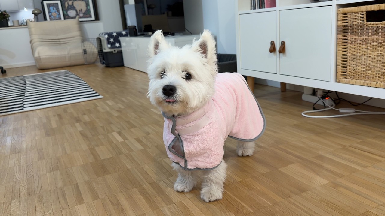 베를린에 사는 웨스티 | 한 달 만에 목욕 당하는 날