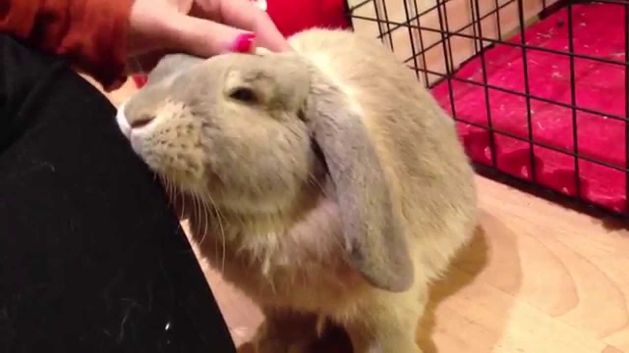 Bunny rabbit enjoys nose rub