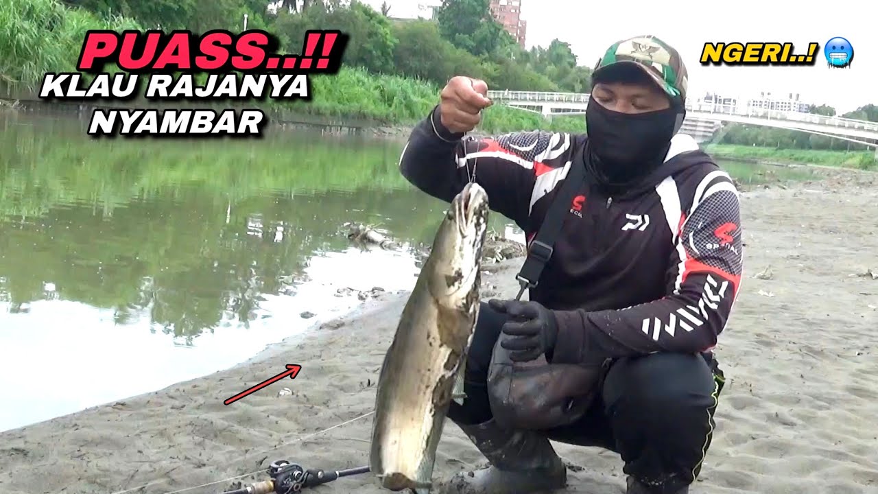 Ganasnya ikan gabus di saat air sungai surut