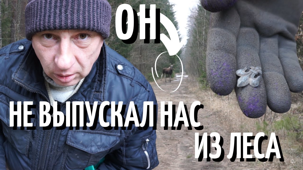 НЕОЖИДАННАЯ ВСТРЕЧА С ЛОСЕМ, ПОСЛЕ КОПА У ДОМИКА ЛЕСНИКА - ОН НЕ ВЫПУСКАЛ НАС ИЗ ЛЕСА!