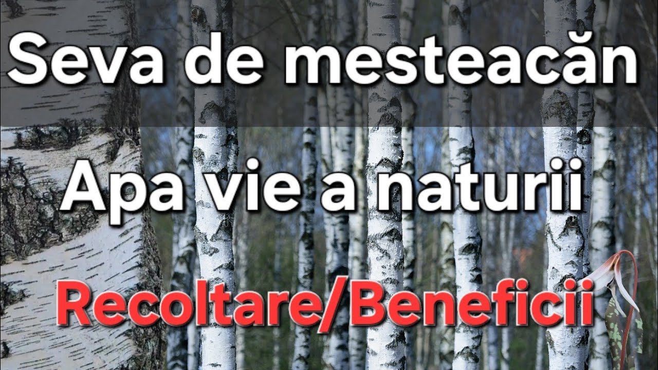 Seva de mesteacan - Esenta sanatatii/Apa vie/ Recoltare/ Beneficii și măseaua ciutei