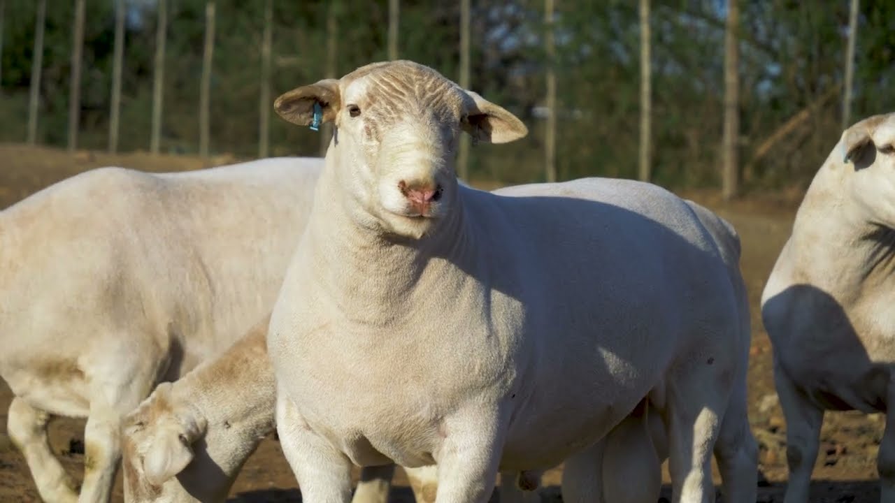 National Dorper Sale