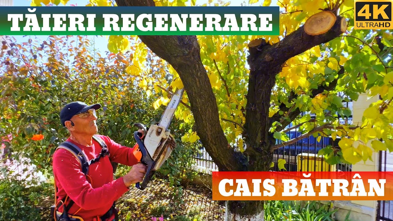Tăierea de Regenerare: Cum Salvezi Caisul și Crești Recolta!