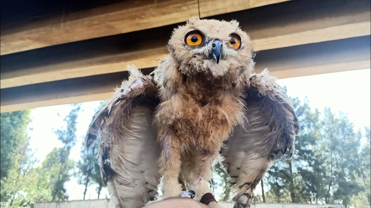 حديقة الحيوانات في سوق الحراش بومة 🦉 سحلية 🐊 الأرانب 🐇 حمام 🕊️ طاوس 🦚