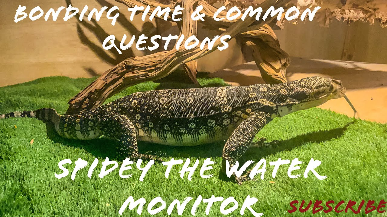 Bonding Time : Snack Time For Spidey The Asian Water Monitor