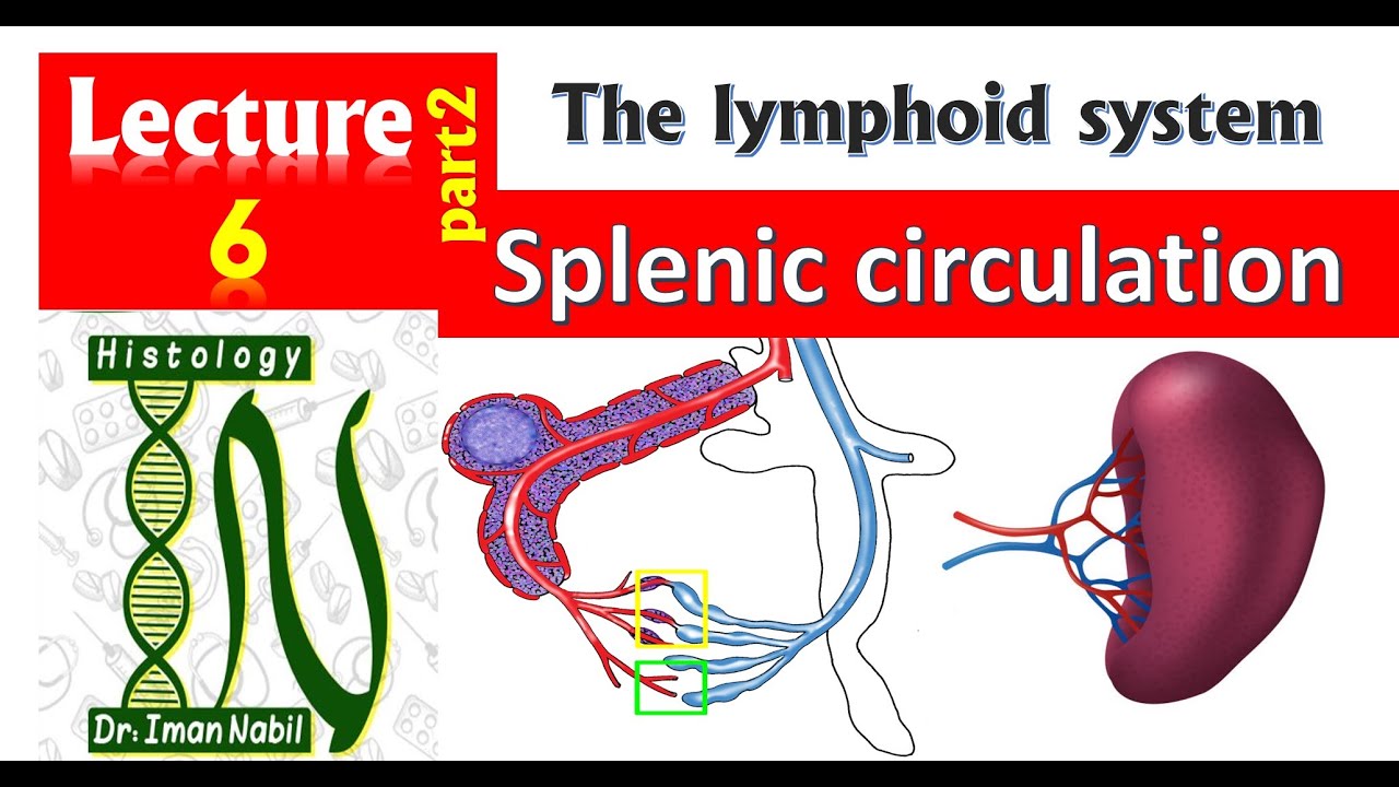 Splenic circulation and Splenic functions- Blood and immune system