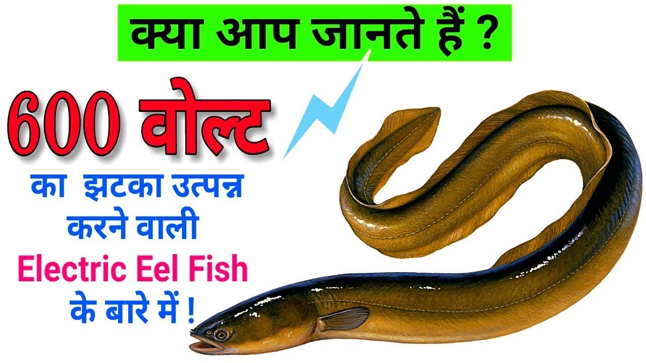 electric eel attack