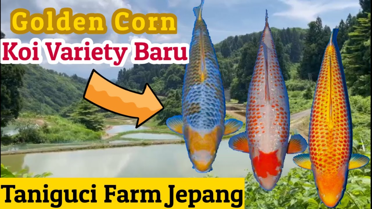 GOLDEN CORN Koi Fish From Taniguchi Farm || Jenis Koi Terbaru