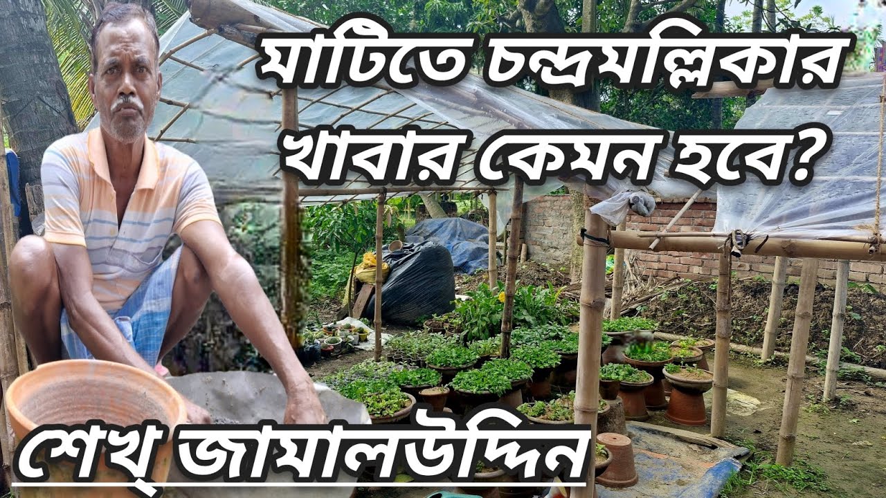 চন্দ্রমল্লিকার মাটি ও খাবার:শেখ্ জামালউদ্দিন|Soil preparation for Chrysanthemum|