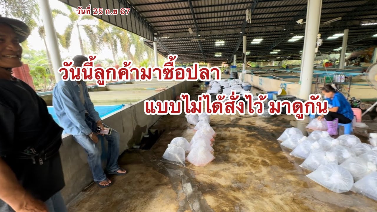 อัพเดตปลา วันที่25 ก.ย 67 และลูกค้าที่ไม่ได้สั่งปลาไว้มาซื้อปลา