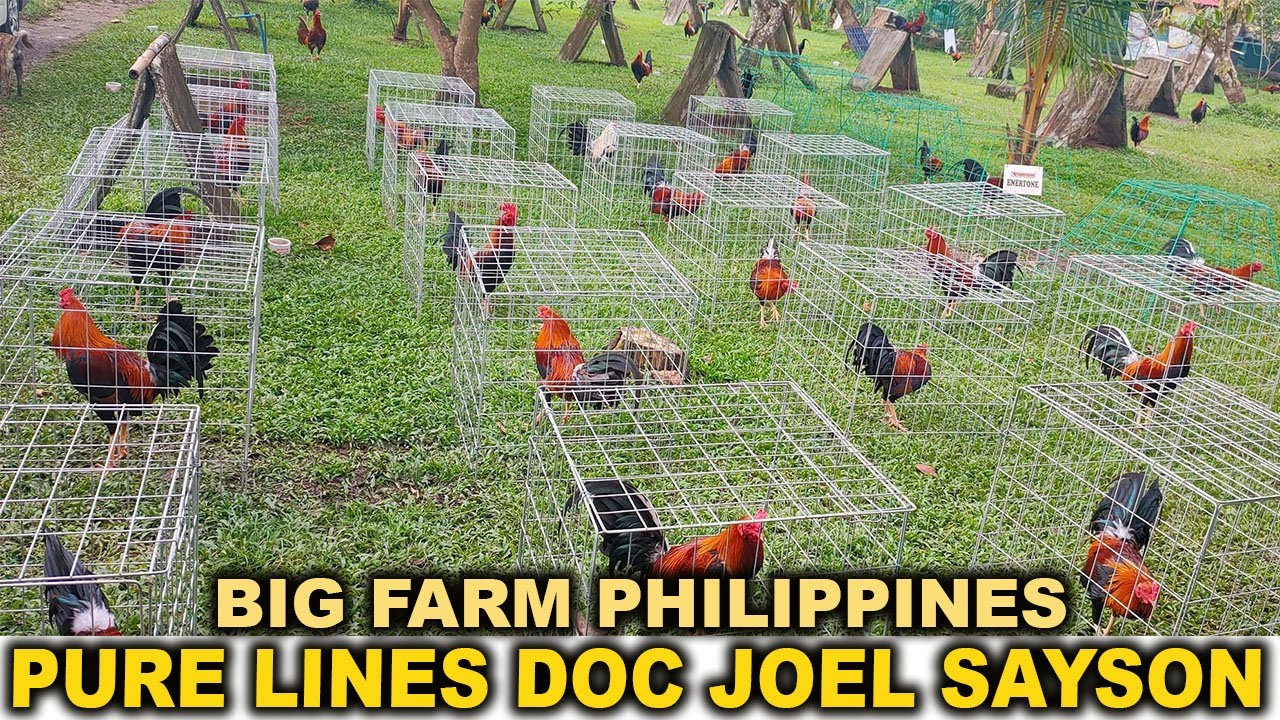Pure Lines DOC JOEL SAYSON Bushfire Farm - Big Farm In The Philippines