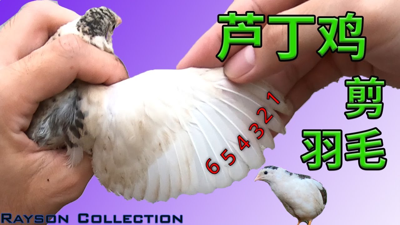 【散养芦丁鸡】剪羽毛后是否还能飞？饲养攻略