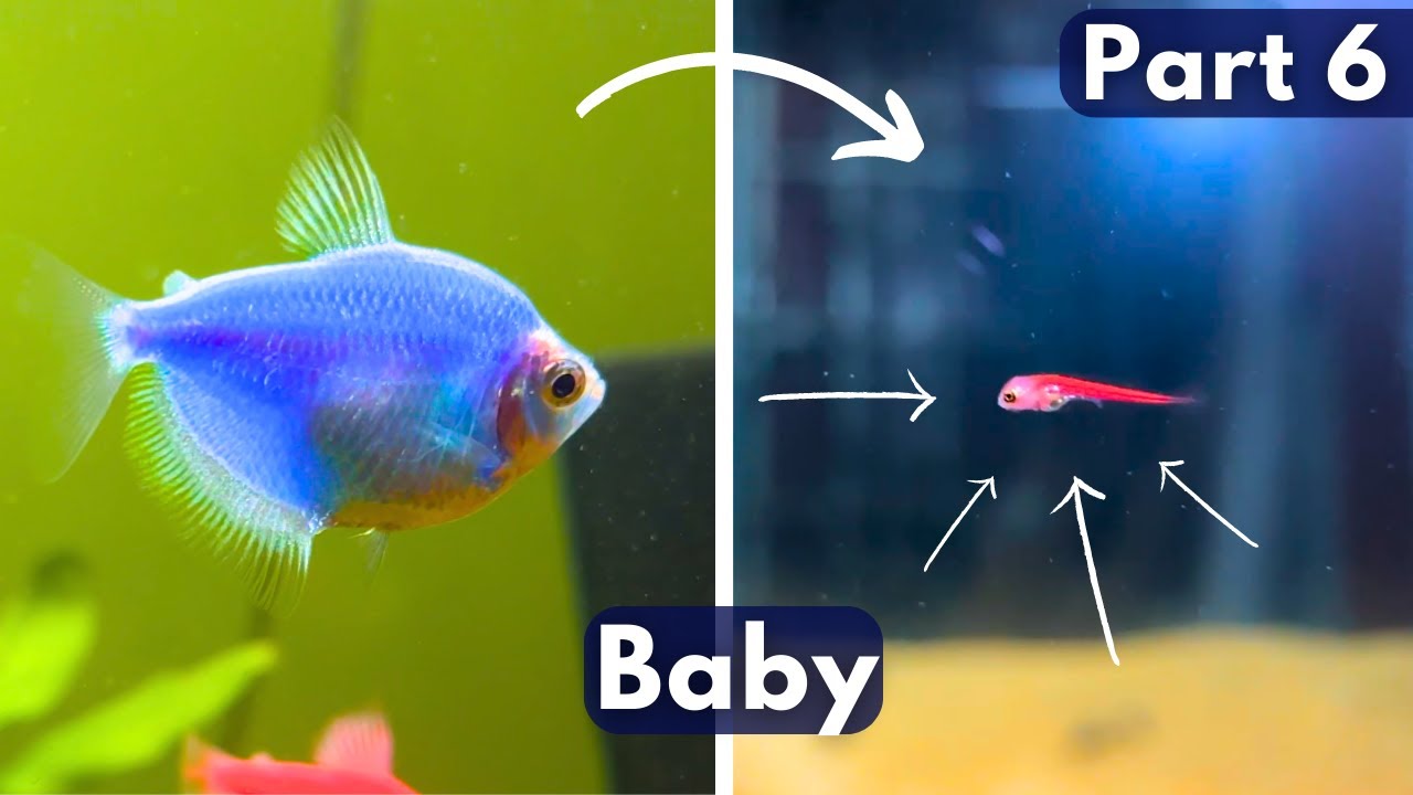 Colour Widow Tetra Fish Breeding - Part 6 | Widow Fish Male Female, Eggs & Baby