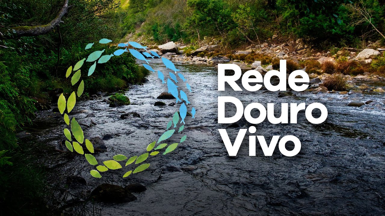 RIOS D'OURO Documentário Completo | Rede Douro Vivo