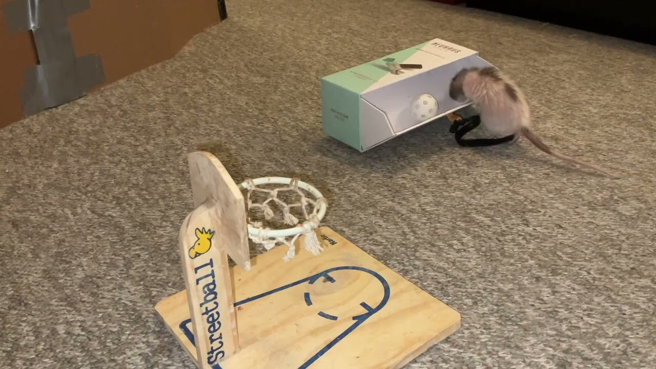Best of Butter the Dwarf Rat's Tricks!