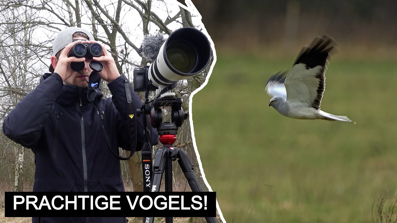 #244: BLAUWE KIEKENDIEVEN KIEKEN! | Sony A7 III
