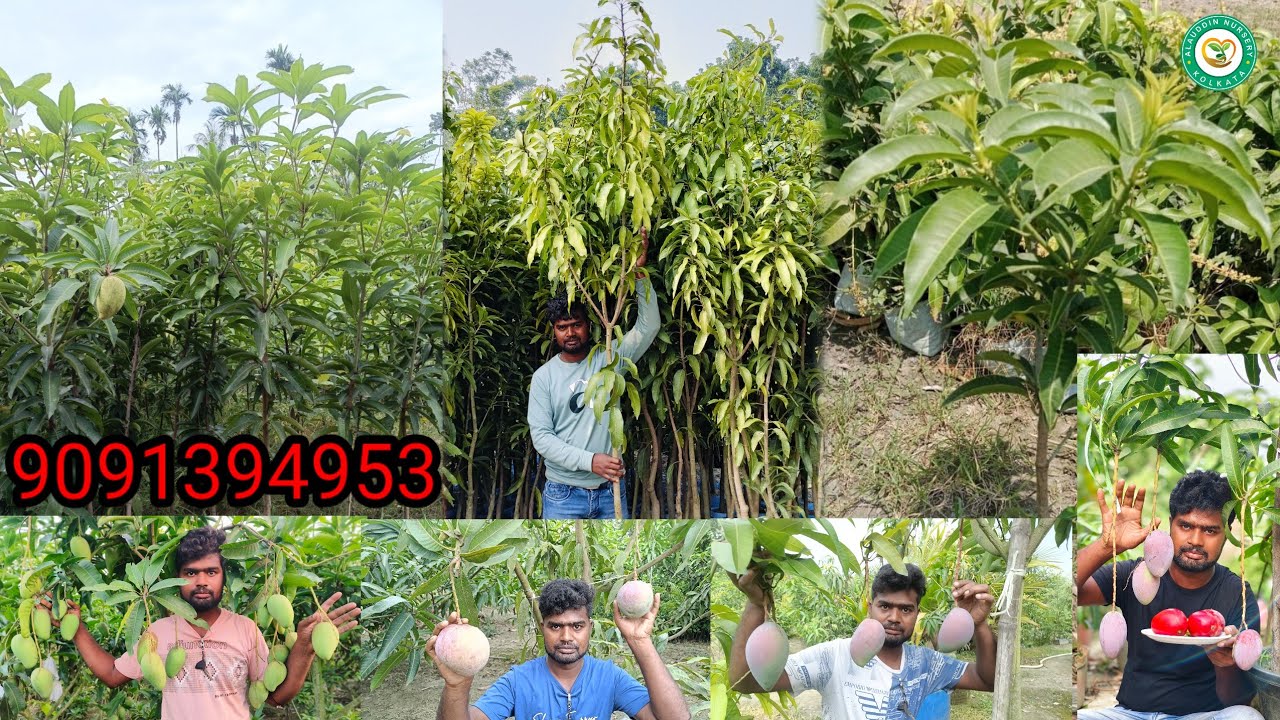 5 top colourful exotic mango variety 
