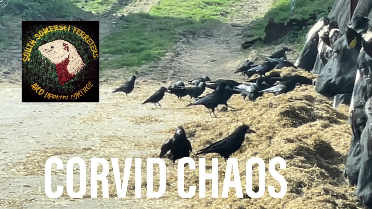 Corvid chaos