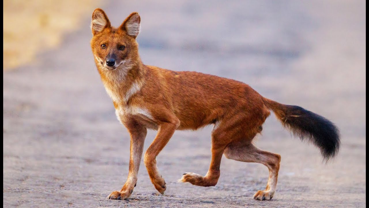 Le chien d'Asie pisse sur les deux pattes avant - ZAPPING SAUVAGE