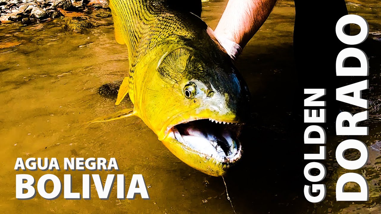 Golden Dorado - Agua Negra Bolivia