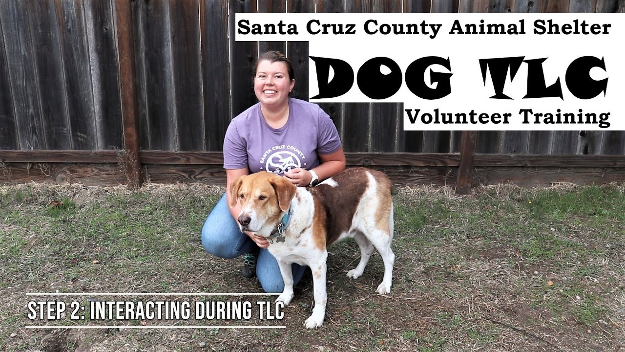 Dog TLC | SCCAS Volunteer Training Series