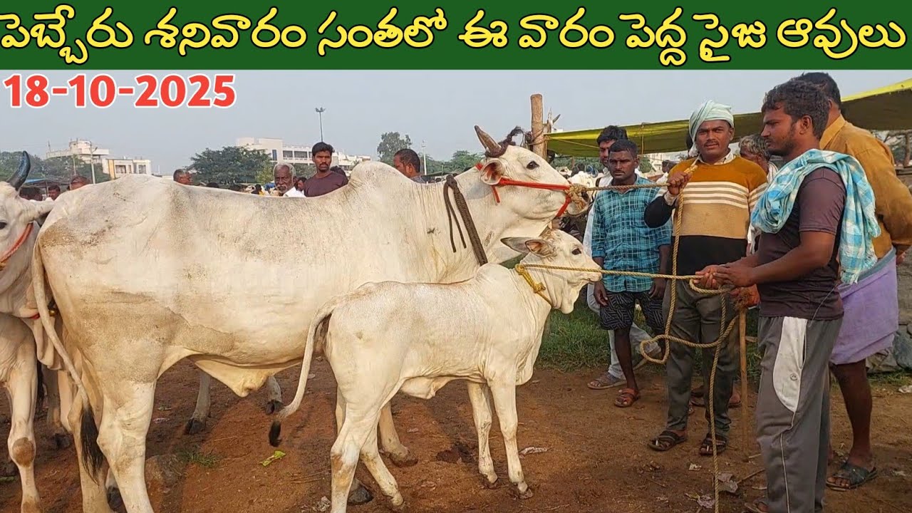 పెబ్బేరు శనివారం సంతలో ఈ వారం పెద్ద సైజు ఆవులు | Biggest cows prices in Pebbair market 