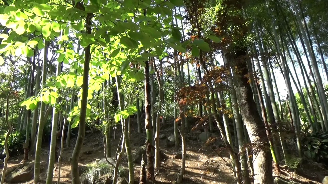 等々力渓谷公園にて-SONY HDR-CX680