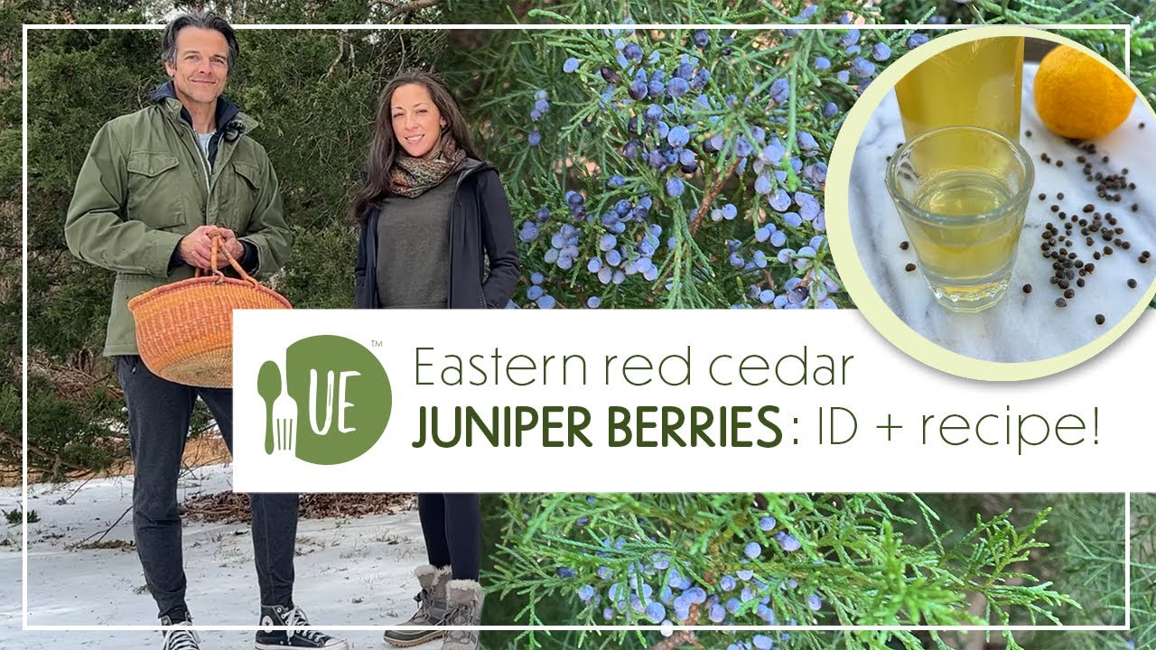 Eastern red cedar JUNIPER BERRIES: ID + recipe!