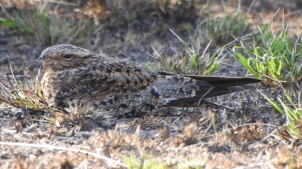 Chotacabras Zumb&oacute;n (Chordeiles minor)