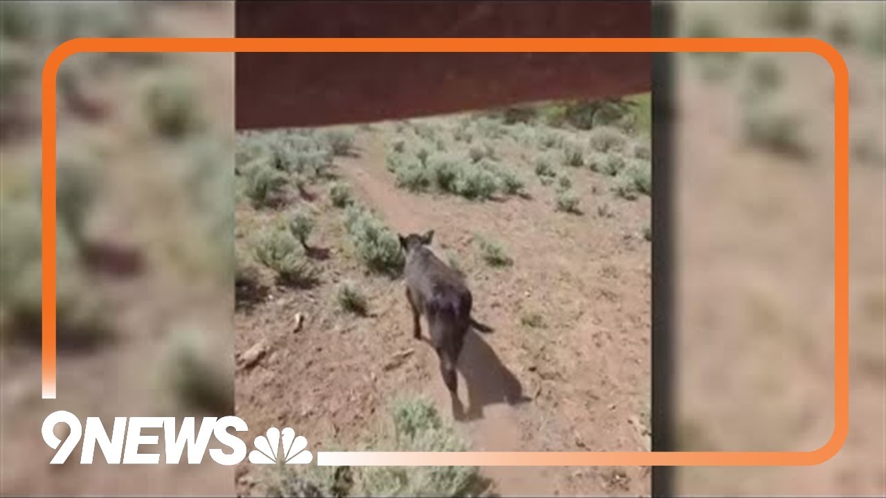 Colorado Parks and Wildlife kills wolf after chronic livestock attacks