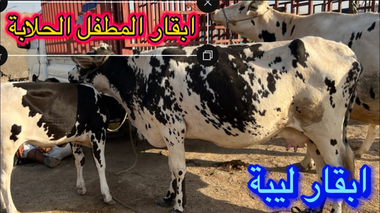 بورصة اسعار الابقار اليبة بي العراق صفاه البصرة قرب جسر الزبير لاتنسو الايك والاشتراك