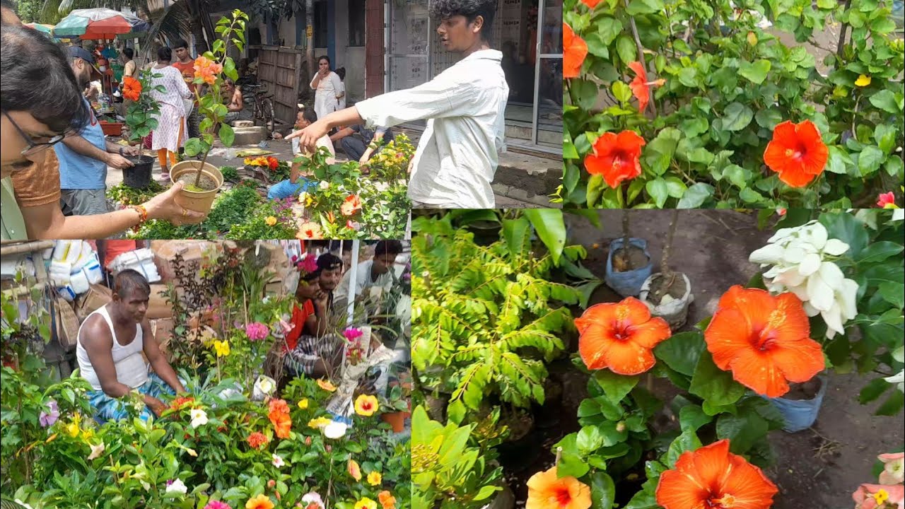 সকাল সকাল হালকা ঠান্ডায় তাজা তাজা ভালো ভালো গাছ  দেখুন Galiff Street Plant Market Kolkata #kolkata