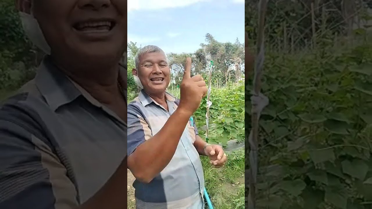 แตงเกษตรรักดกมาก เกษตรกล้วยๆ กำลังถ่ายทอดสด!