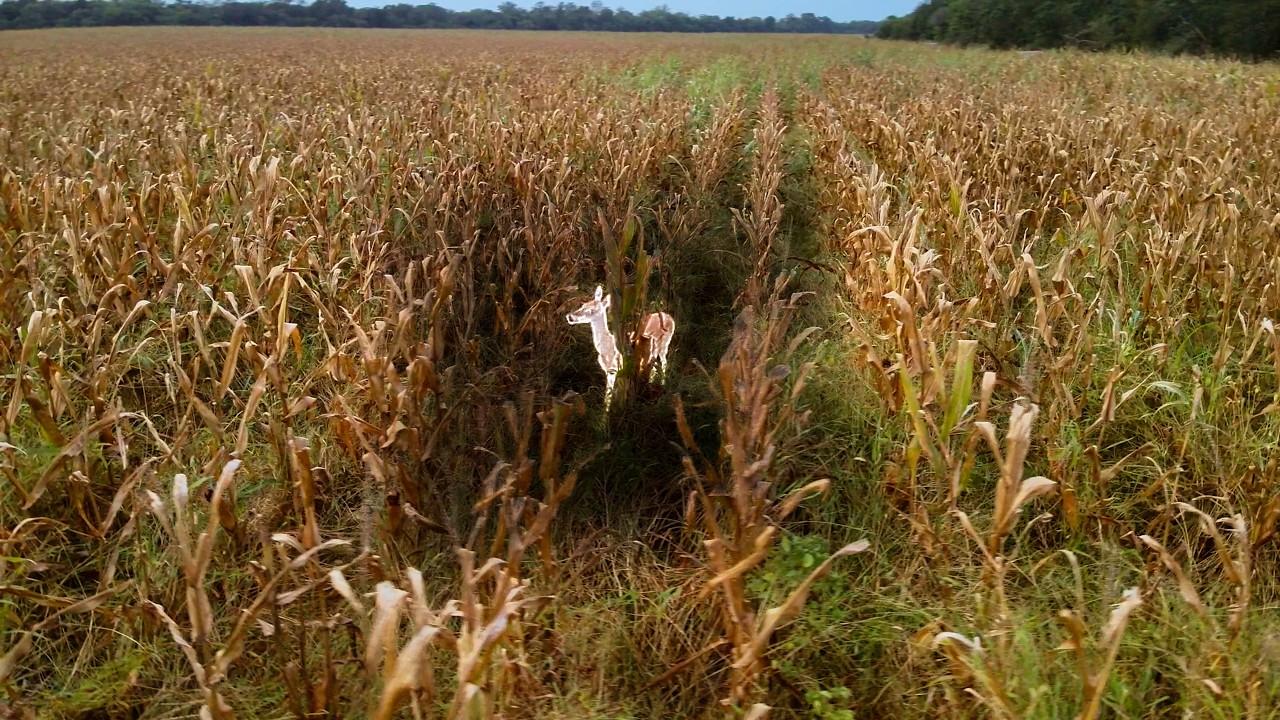 A Crop Consumed | Deer Damaged Corn