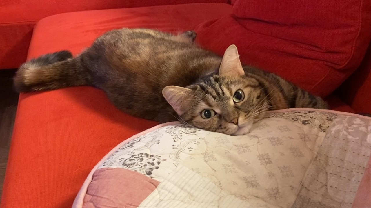 家に戻ったマンチカンの娘スアは風邪も引かず元気です【R7年12月上旬】