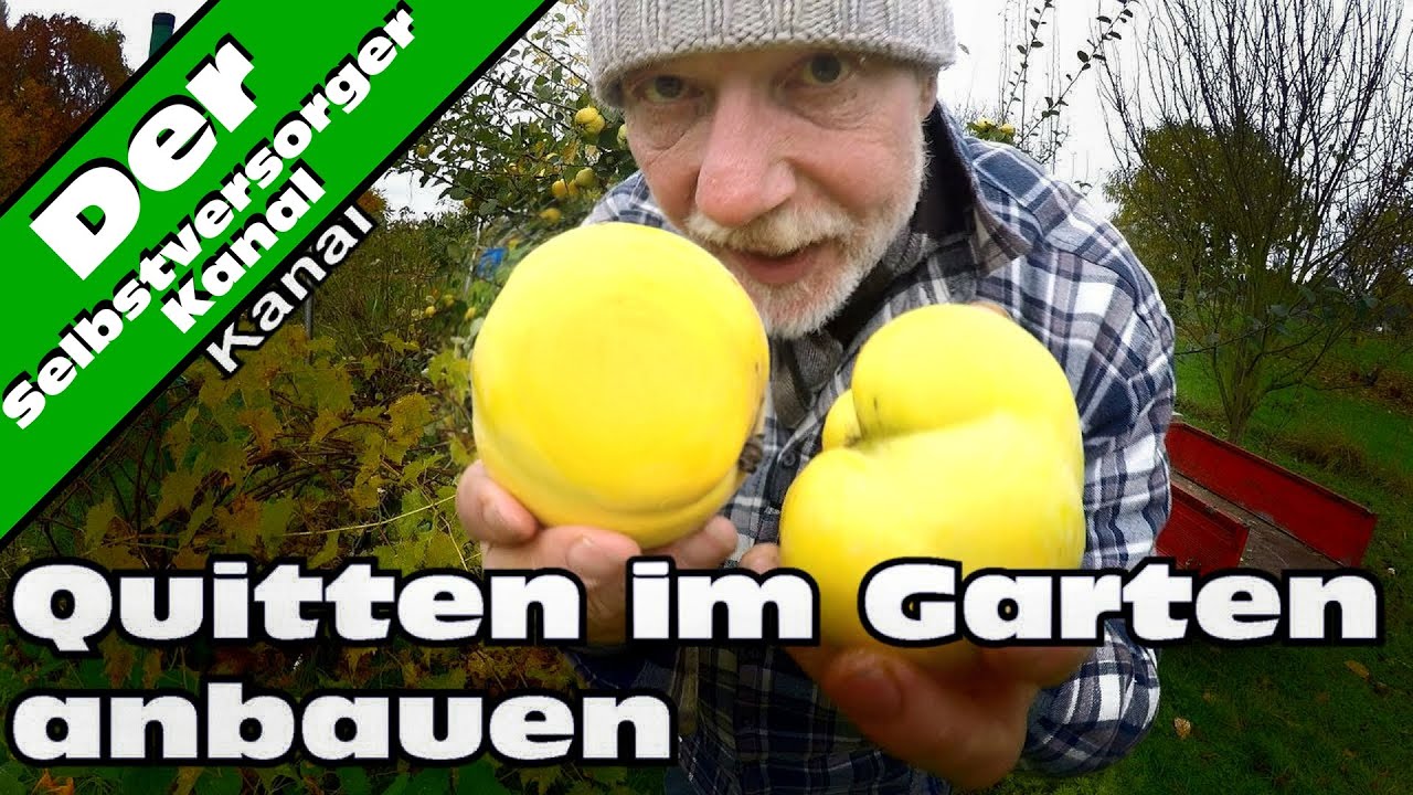 Quitten im Garten erfolgreich anbauen
