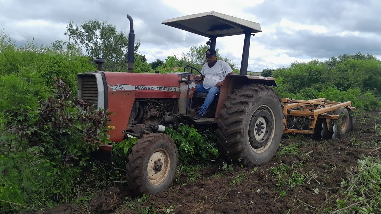 Preparando o terreno na caatinga nordestina