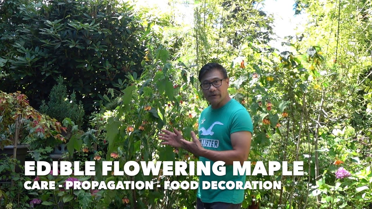 EDIBLE FLOWERING MAPLE / ABUTILON