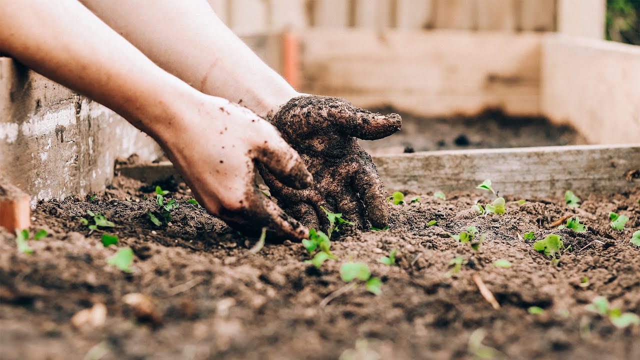 Garden Coach: Monthly Gardening Tips & Tricks for June with Suzanne Hetrick