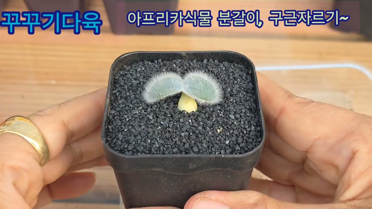 아프리카식물 분갈이겸 커팅해보세요~😀