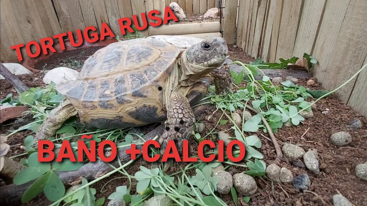 doy baño a mi tortuga rusa baño con calcio +D3  multivitaminico #turtle#tortuga#rusa#tortoisegarden#